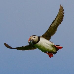 Alternative view of Inner Farne National Trust Bird Sanctuary