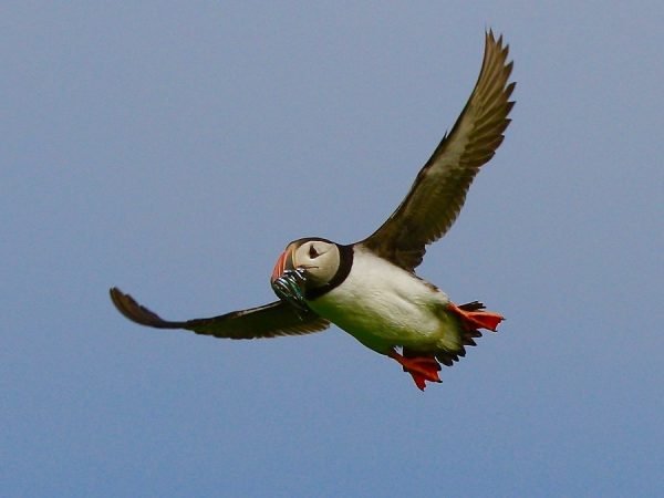 Inner Farne National Trust Bird Sanctuary - Image 2