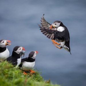 Inner Farne National Trust Bird Sanctuary