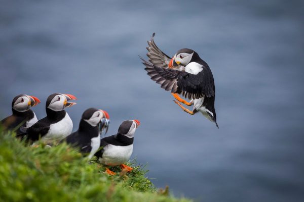 Inner Farne National Trust Bird Sanctuary