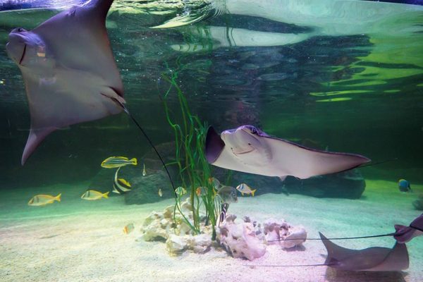 SEA LIFE Loch Lomond - Image 5