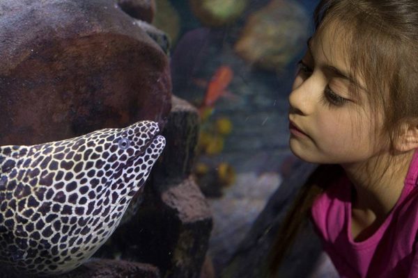SEA LIFE Loch Lomond - Image 2