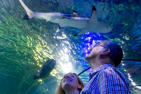 SEA LIFE Loch Lomond - Image 3