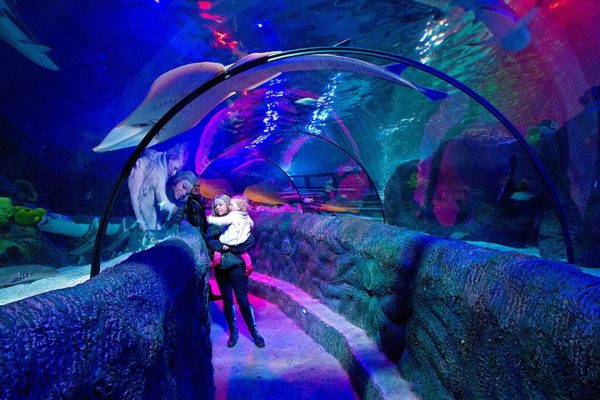 SEA LIFE Loch Lomond - Image 4