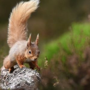 Cairngorms; Highest Mountains, Bonnie Lochs & Ancient Forests